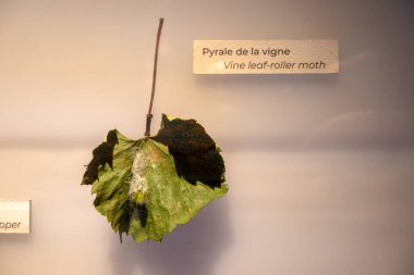 Üzüm yaprakları, hastalık ya da sorun örnekleri, asma yaprağı silindirli üzüm hendeği