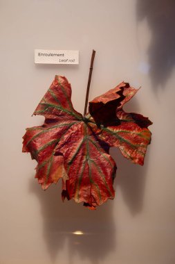 Üzüm yaprakları, hastalık ya da sorun örnekleri, Yaprak sarması üzüm bitkisi hastalığı