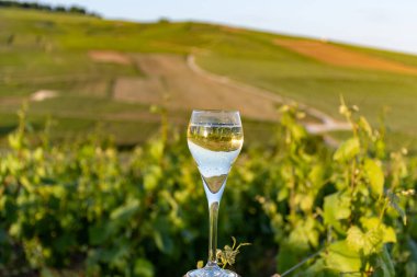 Beyaz, köpüklü şarap tadı, büyük rezervler, yeşil üzüm bağlarında şampanya Vallee de Marne 'de köy yapımı ay-şampanya büyük Cru şarabı, şampanya, Fransa