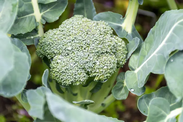Bahçede sağlıklı sebzeler yetişiyor, taze yeşil brokoli lahanası su damlalarıyla kaplanıyor.