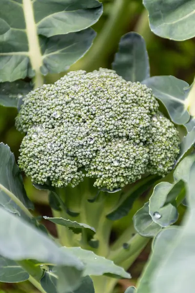 Bahçede sağlıklı sebzeler yetişiyor, taze yeşil brokoli lahanası su damlalarıyla kaplanıyor.