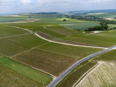 Yeşil başbakan ve Grand Cru üzüm bağları, Lal de Livre 'deki Pinot Noir ve Meunier üzümleri, Mayıs' ta Champagne, Fransa 'da sıralanmış üzüm bağları,