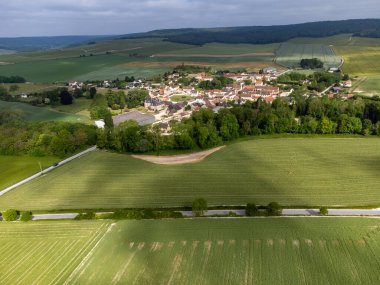 Yeşil başbakan ve Grand Cru üzüm bağları, Lal de Livre 'deki Pinot Noir ve Meunier üzümleri, Mayıs' ta Champagne, Fransa 'da sıralanmış üzüm bağları,