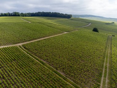 Yeşil başbakan ve Grand Cru üzüm bağları, Lal de Livre 'deki Pinot Noir ve Meunier üzümleri, Mayıs' ta Champagne, Fransa 'da sıralanmış üzüm bağları,