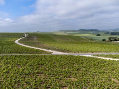 Yeşil başbakan ve Grand Cru üzüm bağları, Lal de Livre 'deki Pinot Noir ve Meunier üzümleri, Mayıs' ta Champagne, Fransa 'da sıralanmış üzüm bağları,