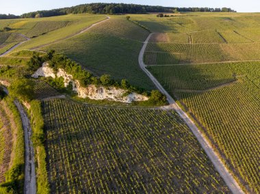 Şampanyalı Ay-Champange, Vallee de la Marne köyü yakınlarındaki Grand Cru tepe üzüm bağlarında yetişen pinot noir üzümlerinin hava manzarası, Fransa 'nın şampanya bölgesi, sıra sıra üzüm bitkileri, günbatımı