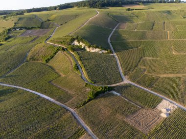 Şampanyalı Ay-Champange, Vallee de la Marne köyü yakınlarındaki Grand Cru tepe üzüm bağlarında yetişen pinot noir üzümlerinin hava manzarası, Fransa 'nın şampanya bölgesi, sıra sıra üzüm bitkileri, günbatımı