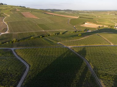 Şampanyalı Ay-Champange, Vallee de la Marne köyü yakınlarındaki Grand Cru tepe üzüm bağlarında yetişen pinot noir üzümlerinin hava manzarası, Fransa 'nın şampanya bölgesi, sıra sıra üzüm bitkileri, günbatımı