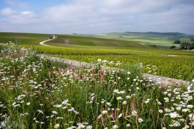 Bahar çiçekleri yeşil başbakan ve Grand Cru üzüm bağları, Lal de Livre 'de sıralanmış Pinot noir ve meunier üzümleri, Fransa' da Mayıs ayında şampanya, sıralanmış üzüm bağları