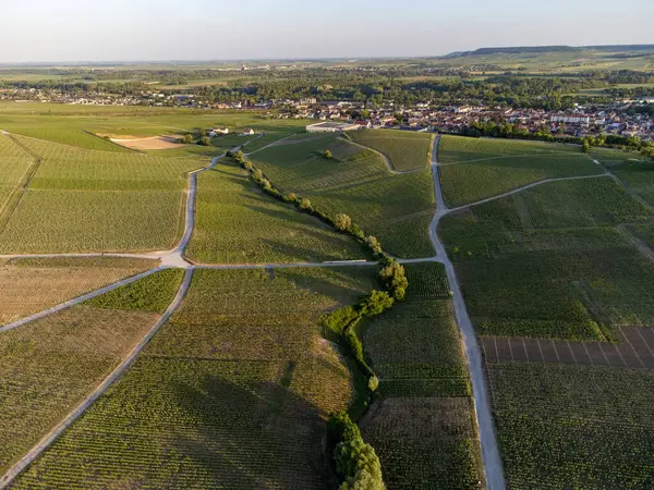 Şampanyalı Ay-Champange, Vallee de la Marne köyü yakınlarındaki Grand Cru tepe üzüm bağlarında yetişen pinot noir üzümlerinin hava manzarası, Fransa 'nın şampanya bölgesi, sıra sıra üzüm bitkileri, günbatımı