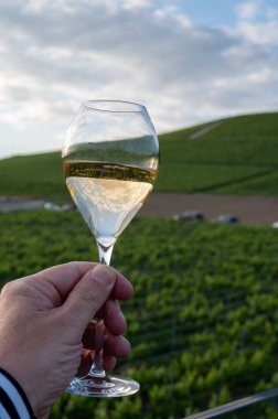 Bir bardak beyaz şarap brutu, büyük rezerv, şaraplı yeşil tepe üzüm bağlarında şampanya Vallee de la Marne 'da büyük bir cru Ay-Şampanya köyü, şampanya, gün ışığında Fransa