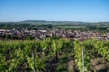 Ay-Champange, Vallee de la Marne, Champagne District, Fransa yakınlarındaki eski yeşil büyük cru cru tepeli şampanya bağlarına, Pinot noir üzüm fabrikalarına ve köydeki eski evlere bakın.