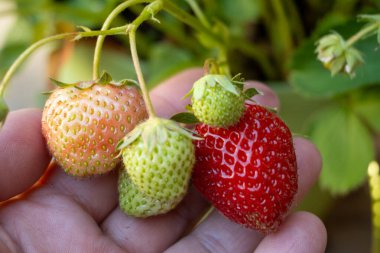 Kırmızı çilekli el, kendi bahçesinde böğürtlen yetiştirme, çilek yetiştirme, kırmızı böğürtlen yakın çekim