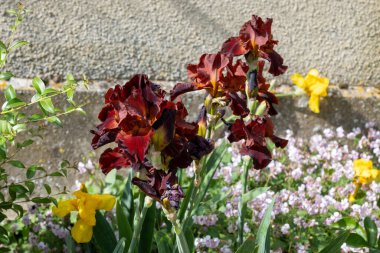 Fransa 'nın küçük bir köyü olan Gerberoy' un dar sokaklarında kokulu kırmızı süsen çiçeklerinin yaz çiçekleri.