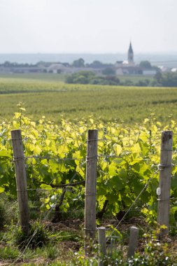 Mayıs 'ta Grand Cru üzüm bağları, Pinot noir ve Meunier üzümleri, Bouzy yakınlarında şampanya, Fransa' da sıralanmış üzüm bağları, kilise manzarası...