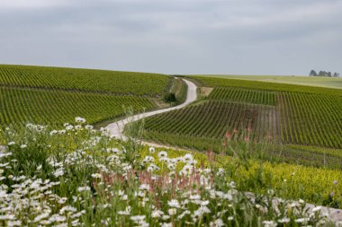 Bahar çiçekleri yeşil başbakan ve Grand Cru üzüm bağları, Lal de Livre 'de sıralanmış Pinot noir ve meunier üzümleri, Fransa' da Mayıs ayında şampanya, sıralanmış üzüm bağları