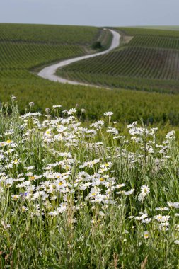 Bahar çiçekleri yeşil başbakan ve Grand Cru üzüm bağları, Lal de Livre 'de sıralanmış Pinot noir ve meunier üzümleri, Fransa' da Mayıs ayında şampanya, sıralanmış üzüm bağları