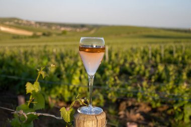 Gün batımında bir bardak gül ya da pembe köpüklü şarap, büyük rezerv, Ay-Şampanya 'da şampanya eski şaraplarda yeşil tepe üzüm bağlarında Vallee de la Marne, Fransa' nın Şampanya Bölgesi 'nde köy yapmak