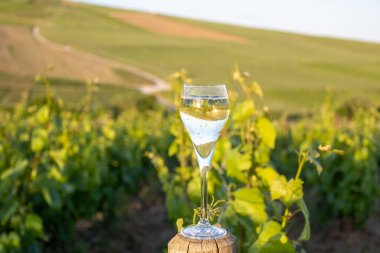 Gün batımında bir bardak köpüklü şarap, büyük rezerv, Ay-Şampanya 'da şampanya eski şaraplarda yeşil tepe üzüm bağlarında Vallee de la Marne, Fransa' nın şampanya bölgesinde köy yapmak