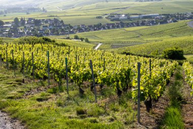 Ay-Champange, Vallee de la Marne, Fransa 'nın Şampanya Bölgesi yakınlarındaki Grand Cru Hill üzüm bağlarında büyüyen ve şekillenen Pinot noir üzümleri.