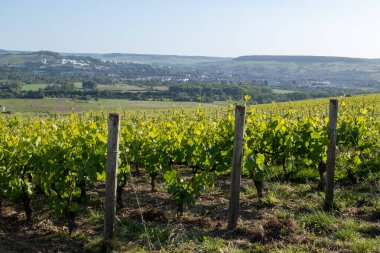 Ay-Champange, Vallee de la Marne, Fransa 'nın Şampanya Bölgesi yakınlarındaki Grand Cru Hill üzüm bağlarında büyüyen ve şekillenen Pinot noir üzümleri.
