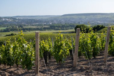 Ay-Champange, Vallee de la Marne, Fransa 'nın Şampanya Bölgesi yakınlarındaki Grand Cru Hill üzüm bağlarında büyüyen ve şekillenen Pinot noir üzümleri.