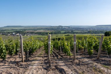 Ay-Champange, Vallee de la Marne, Fransa 'nın Şampanya Bölgesi yakınlarındaki Grand Cru Hill üzüm bağlarında büyüyen ve şekillenen Pinot noir üzümleri.
