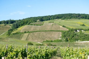 Ay-Champange, Vallee de la Marne, Fransa 'nın Şampanya Bölgesi yakınlarındaki Grand Cru Hill üzüm bağlarında büyüyen ve şekillenen Pinot noir üzümleri.
