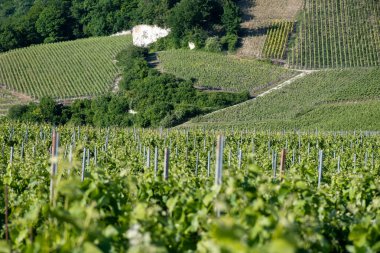 Ay-Champange, Vallee de la Marne, Fransa 'nın Şampanya Bölgesi yakınlarındaki Grand Cru Hill üzüm bağlarında büyüyen ve şekillenen Pinot noir üzümleri.
