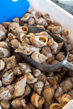 Günün avı Oostende, Kuzey Denizi, Belçika 'da, taze Rapa yumuşakçaları deniz kabukları yiyerek geçiyor.