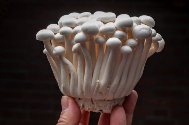 Taze beyaz shimeji yenilebilir mantarları Doğu Asya 'ya özgüdür, ona-shimeji yaygın olarak yetiştirilir ve umami tatma bileşikleri bakımından zengindir.