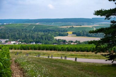 Essoyes ve Celles-sur-Ource, Champagne-Ardennes, Fransa, Avrupa yakınlarındaki Aube şubesinin Cote des Bar bölgesinde şampanya bağları