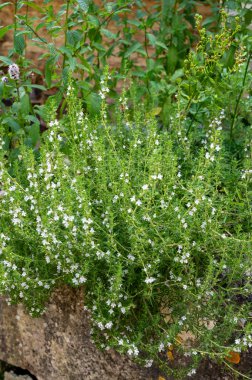 Fransız bahçesinde bahar çiçeği aromalı mutfak bitkisi çeşnisi kekik.