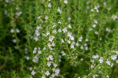 Fransız bahçesinde bahar çiçeği aromalı mutfak bitkisi çeşnisi kekik.