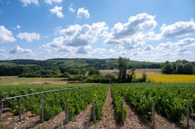 Essoyes ve Celles-sur-Ource, Champagne-Ardennes, Fransa, Avrupa yakınlarındaki Aube şubesinin Cote des Bar bölgesinde şampanya bağları