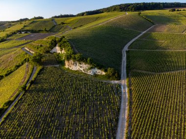 Şampanyalı Ay-Champange, Vallee de la Marne köyü yakınlarındaki Grand Cru tepe üzüm bağlarında yetişen pinot noir üzümlerinin hava manzarası, Fransa 'nın şampanya bölgesi, sıra sıra üzüm bitkileri, günbatımı