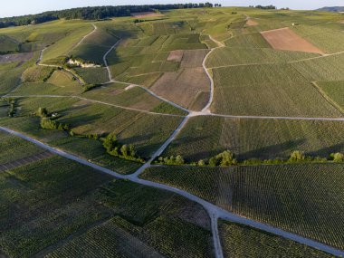 Şampanyalı Ay-Champange, Vallee de la Marne köyü yakınlarındaki Grand Cru tepe üzüm bağlarında yetişen pinot noir üzümlerinin hava manzarası, Fransa 'nın şampanya bölgesi, sıra sıra üzüm bitkileri, günbatımı