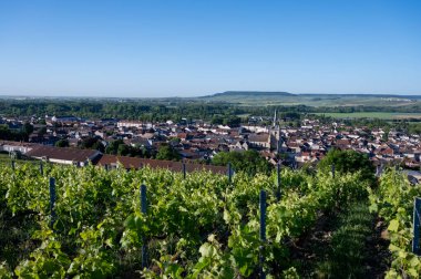 Ay-Champange, Vallee de la Marne, Champagne District, Fransa yakınlarındaki eski yeşil büyük cru cru tepeli şampanya bağlarına, Pinot noir üzüm fabrikalarına ve köydeki eski evlere bakın.