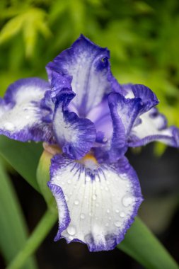 Leylak mavisi beyaz süsen çiçekleri, Fransa 'nın güneyinde, Provence' de bahar çiçekleri, doğa bahçesi arka planı.