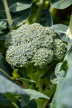 Bahçede sağlıklı sebzeler yetişiyor, taze yeşil brokoli lahanası su damlalarıyla kaplanıyor.