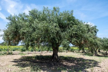 Çiftlikteki zeytin ağaçları, Marsala, Sicilya, İtalya