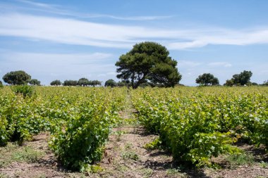 Sicilya 'da şarap endüstrisi, Mayıs ayında Trapani ve Marsala yakınlarında yeşil üzüm bağları Güney İtalya' da ünlü şarap üretim bölgeleri
