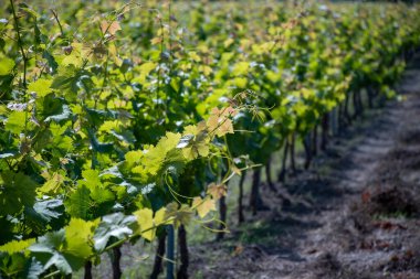 Sicilya 'da şarap endüstrisi, Mayıs ayında Trapani ve Marsala yakınlarında yeşil üzüm bağları İtalya' nın güneyinde ünlü şarap üretim bölgeleri