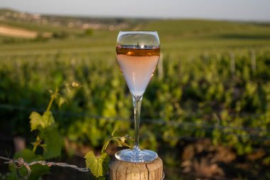 Gün batımında bir bardak gül ya da pembe köpüklü şarap, büyük rezerv, Ay-Şampanya 'da şampanya eski şaraplarda yeşil tepe üzüm bağlarında Vallee de la Marne, Fransa' nın Şampanya Bölgesi 'nde köy yapmak