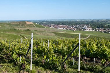 Ay-Champange, Vallee de la Marne, Fransa 'nın Şampanya Bölgesi yakınlarındaki Grand Cru Hill üzüm bağlarında büyüyen ve şekillenen Pinot noir üzümleri.