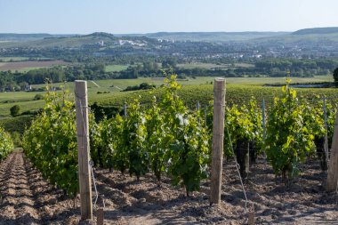 Ay-Champange, Vallee de la Marne, Fransa 'nın Şampanya Bölgesi yakınlarındaki Grand Cru Hill üzüm bağlarında büyüyen ve şekillenen Pinot noir üzümleri.