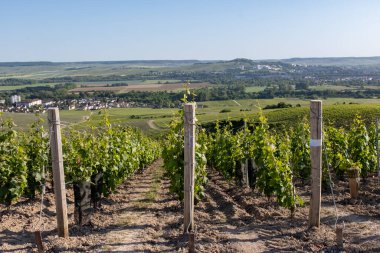 Ay-Champange, Vallee de la Marne, Fransa 'nın Şampanya Bölgesi yakınlarındaki Grand Cru Hill üzüm bağlarında büyüyen ve şekillenen Pinot noir üzümleri.