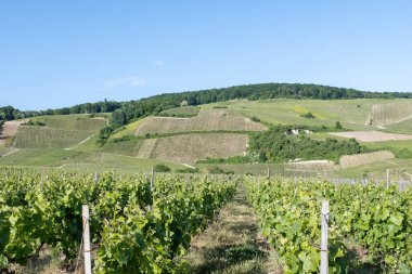 Ay-Champange, Vallee de la Marne, Fransa 'nın Şampanya Bölgesi yakınlarındaki Grand Cru Hill üzüm bağlarında büyüyen ve şekillenen Pinot noir üzümleri.