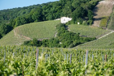 Ay-Champange, Vallee de la Marne, Fransa 'nın Şampanya Bölgesi yakınlarındaki Grand Cru Hill üzüm bağlarında büyüyen ve şekillenen Pinot noir üzümleri.