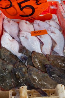 Oostende, Kuzey Denizi, Belçika 'da günün avı. Taze turbot, bot, bitkisel balıklar yakın plan.